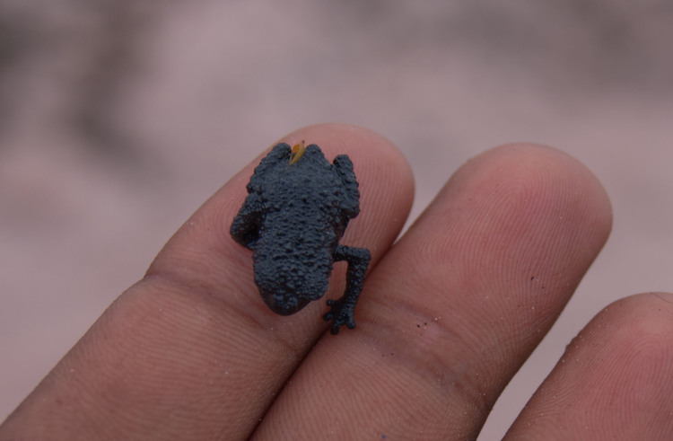 nature-roraima-frog