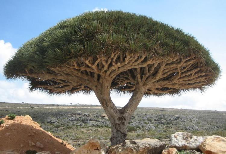 nature-socotra-dragon