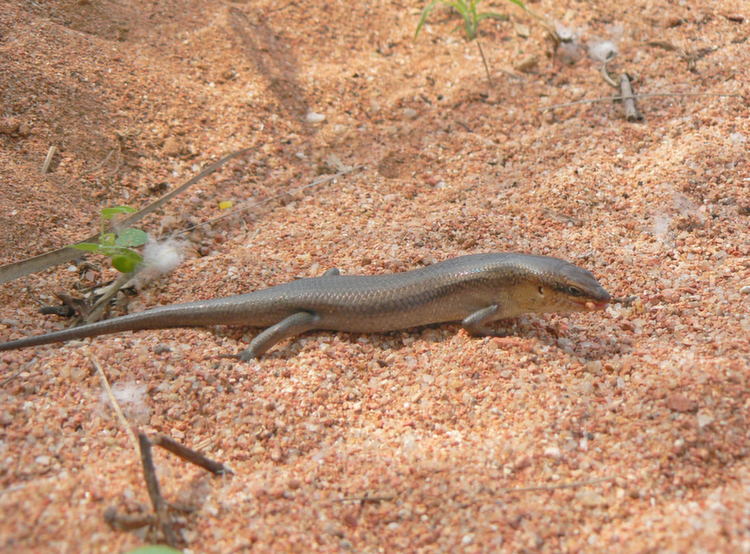 nature-socotra-lizard