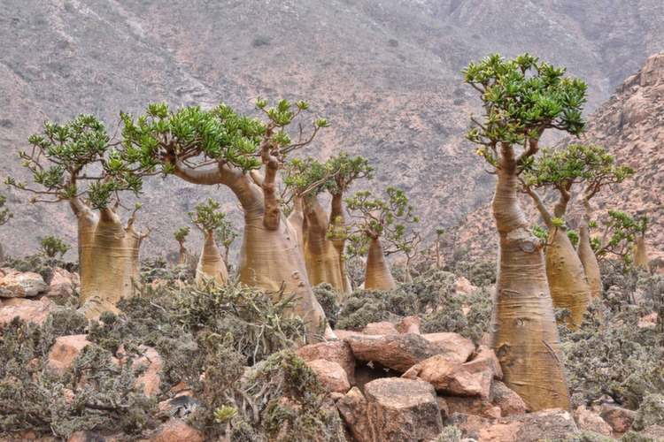 nature-socotra-trees