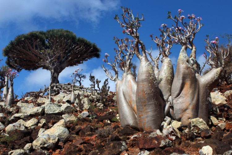 nature-socotra-weirder