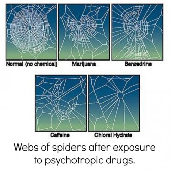 Web of Spiders after Exposure to Psychotropic Drugs