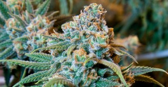 New Study Shows Cannabis Does Not Lower IQ, But Drinking Alcohol Does