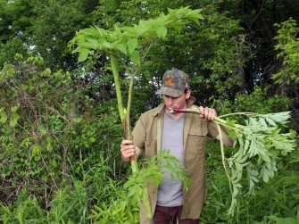 Researchers Have Found That Plants Know They Are Being Eaten