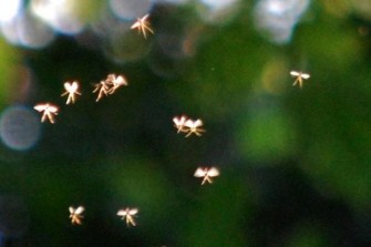 Pictured: Professor says he has photographic proof fairies are real