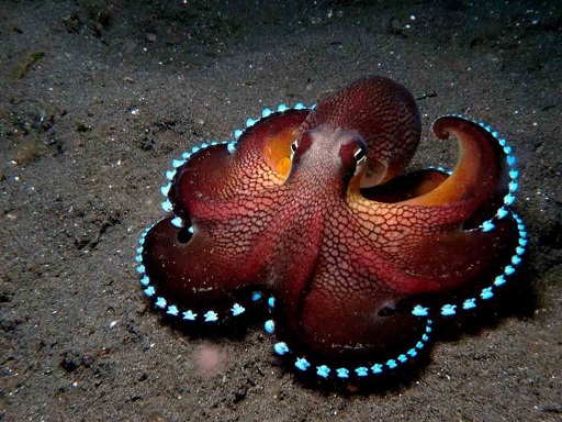 Octo-1024×767-resize