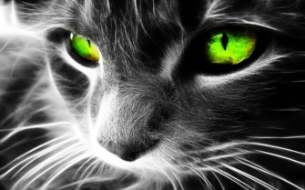 CAT – Protects You And Your Home From Ghosts And Negative Spirits!