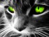CAT – Protects You And Your Home From Ghosts And Negative Spirits!